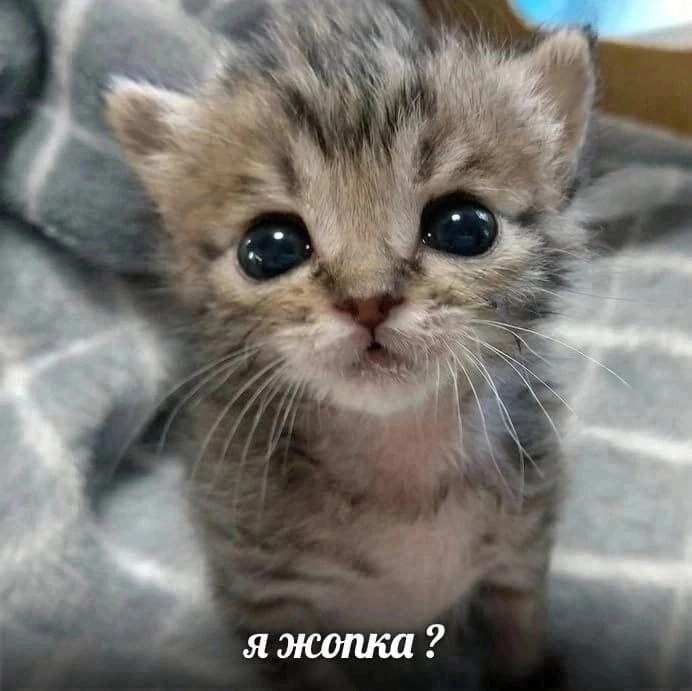 Фото игрока -bxp3