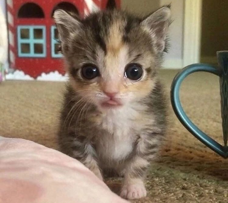 Фото игрока bastard